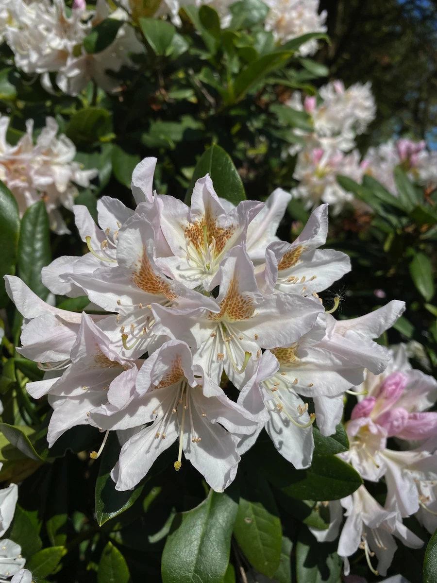 Cunninghams White